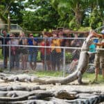 Everglades Alligator Farm