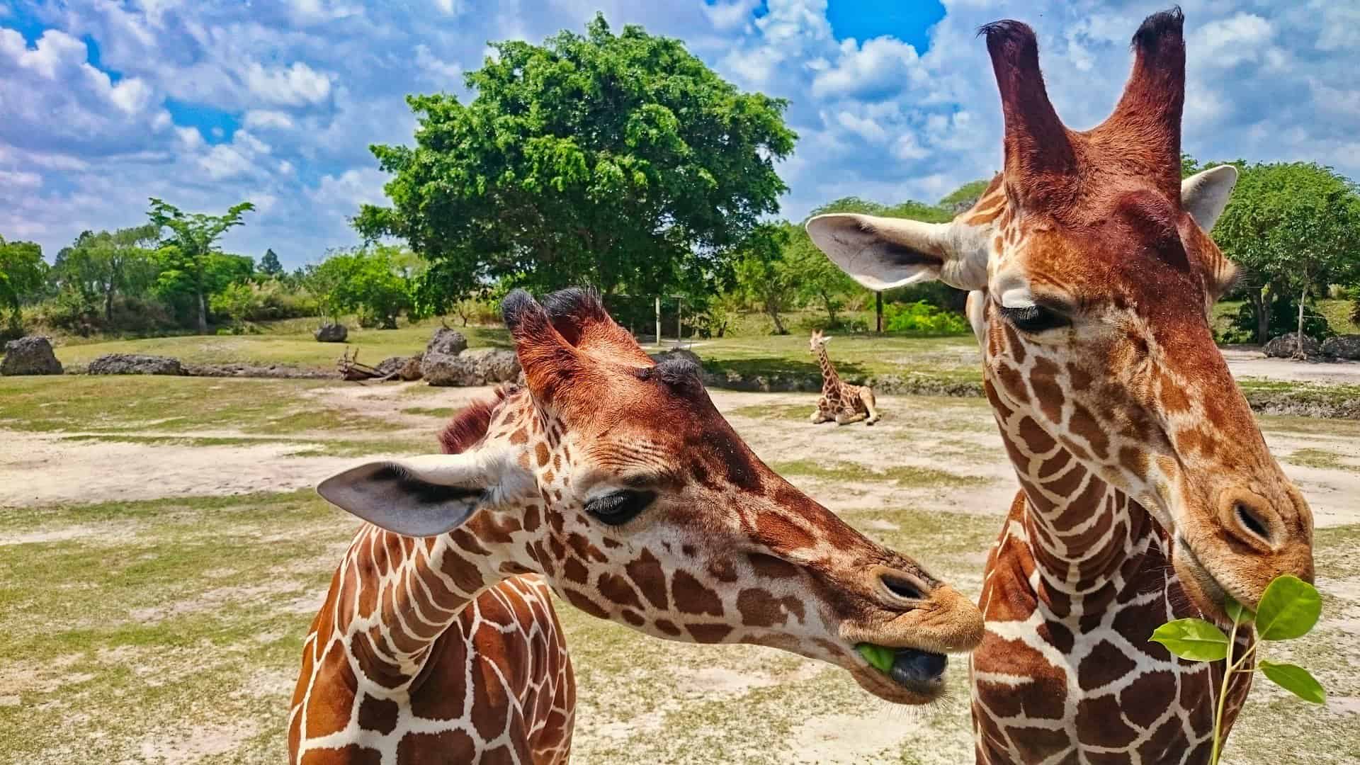 Zoológico de Miami